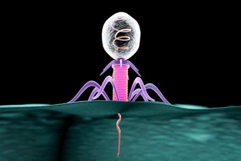 Bactériophage injectant son matériel génétique dans une bactérie
